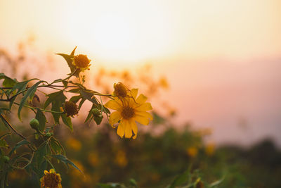Close-up of yellow flowering plant against sky during sunset