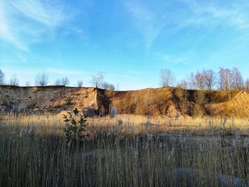 Plants growing on land against sky