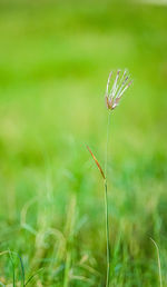 Close-up of dandelion on field