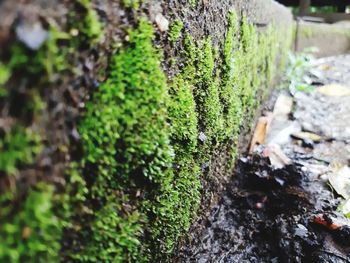 Close-up of moss growing on tree trunk