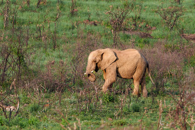 Elephant standing on field