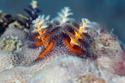 Close-up of coral in sea