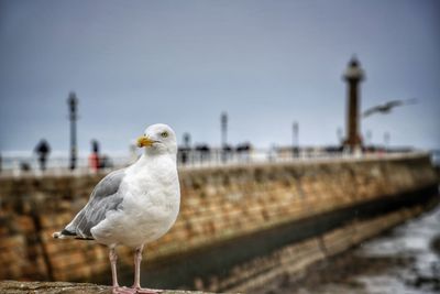 Seagull perching on a bird