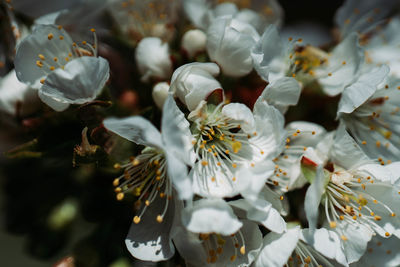 Close-up of white flowering plants