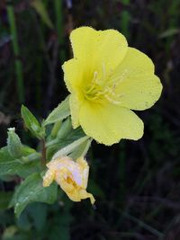 Close-up of wet yellow rose flower