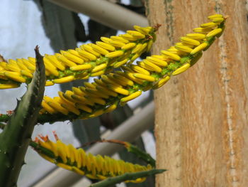 Close-up of plant against blurred background