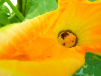 Close-up of orange flower pollen