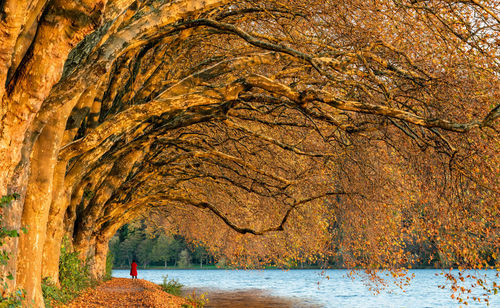 Baldeney see line of trees alley and a woman in red coat