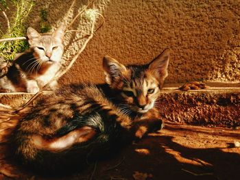 Portrait of cats sitting