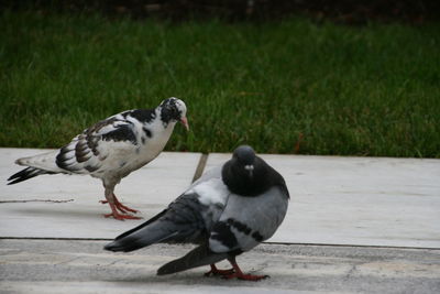 Close-up of birds perching on footpath