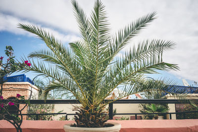 Plants against building