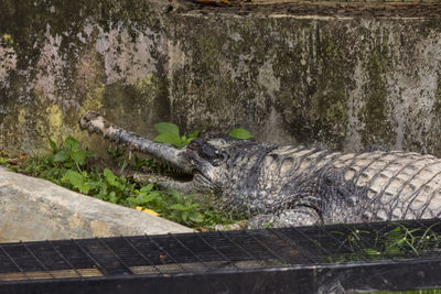 View of a reptile by the lake