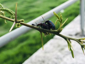 Close-up of insect on plant