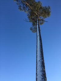 Low angle view of trees against clear blue sky