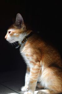 Close-up of cat against black background