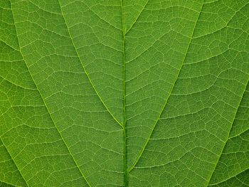 Full frame shot of green leaf