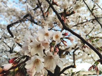 Low angle view of cherry blossom tree