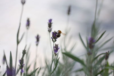 Close-up of bee pollinating on flower