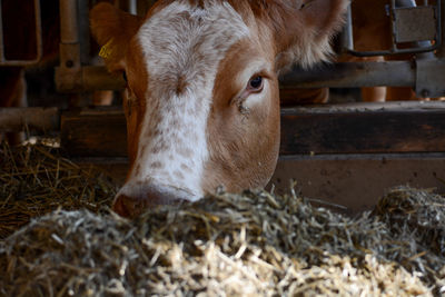 Close-up of a horse