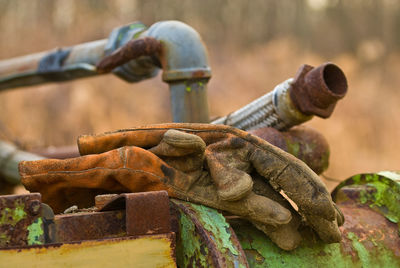 Close-up of lizard on rusty metal