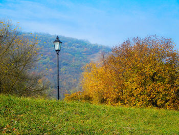 Trees and street light against blue sky