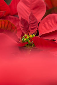 Close-up of red flowering plant