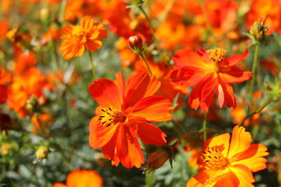 Close-up of orange flowering plants