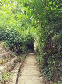 Footpath amidst trees in forest