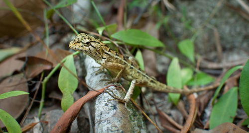 Close-up of insect on plant