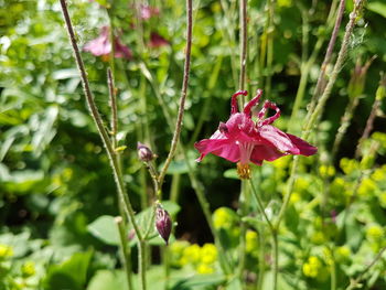 Close-up of pink flower blooming outdoors