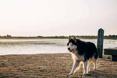 Dog standing on land against clear sky