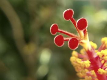 Close-up of red flower