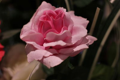 Close-up of pink rose blooming outdoors