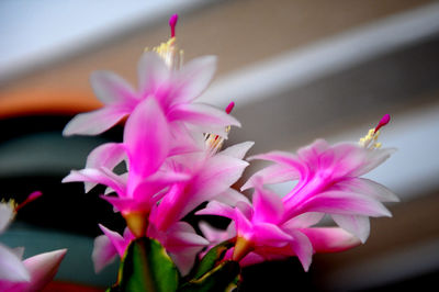 Close-up of pink orchids blooming outdoors