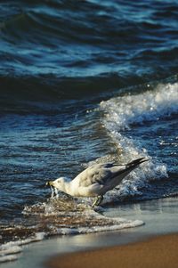 Duck swimming in sea