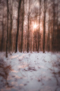 Bare trees in forest during winter