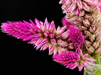 Close-up of pink flowers