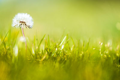 Close-up of dandelion on field