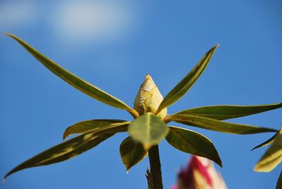 Low angle view of flowering plant against blue sky