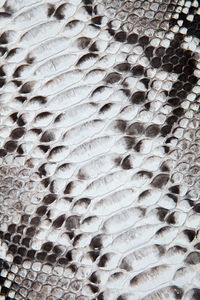 Full frame shot of fish