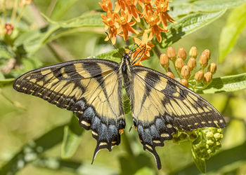 Close-up of butterfly pollinating on flower