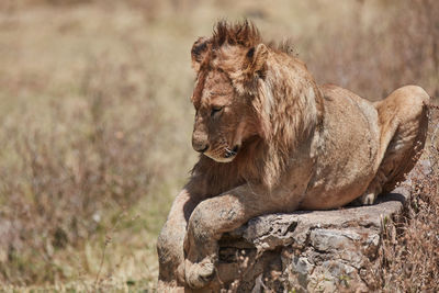 Close-up of a cat looking away
