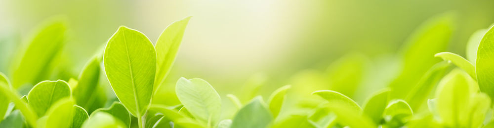 Close-up of plant growing on field