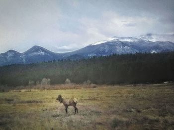 View of a horse on field against mountain range