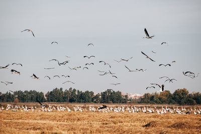 Flock of birds flying against sky