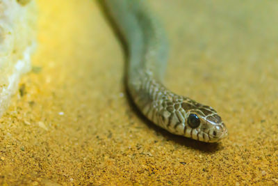 Close-up of lizard