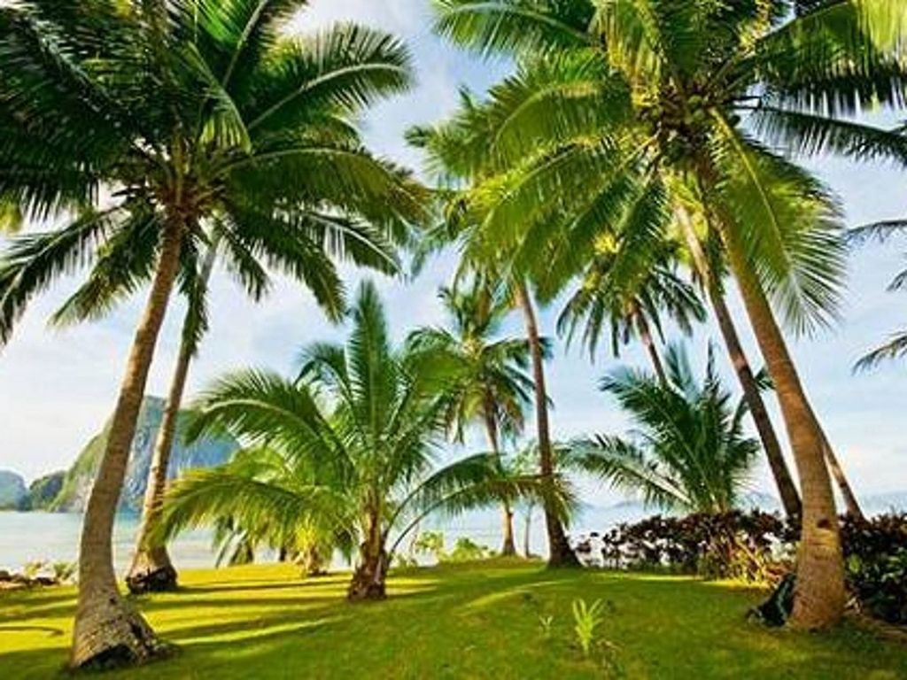palm tree, tree, tree trunk, growth, tranquility, green color, tranquil scene, coconut palm tree, nature, beauty in nature, scenics, sky, tropical climate, sea, beach, tropical tree, branch, treelined, grass, idyllic