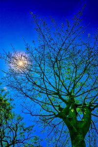 Low angle view of tree against blue sky