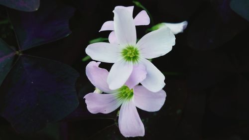 Close-up of white flowers blooming outdoors