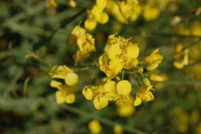 Close-up of yellow flowers